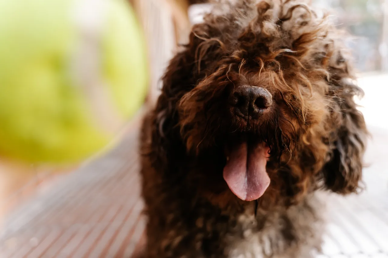 Spaanse Waterhond