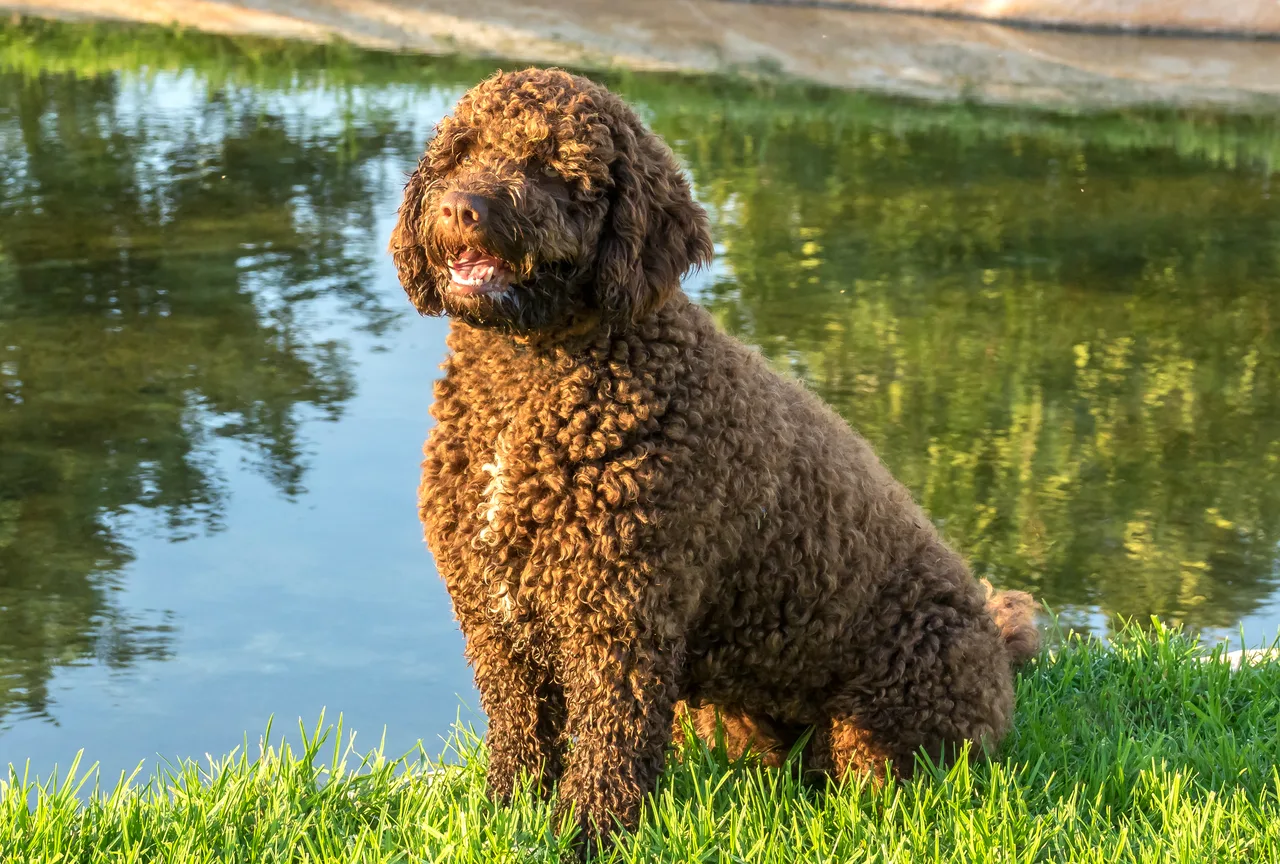 Spaanse Waterhond