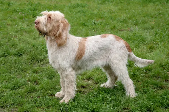 Spinone Italiano