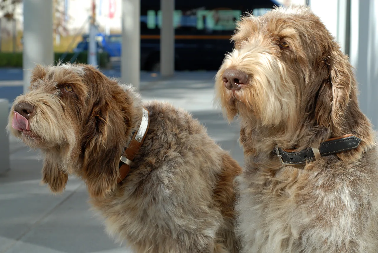 Spinone Italiano
