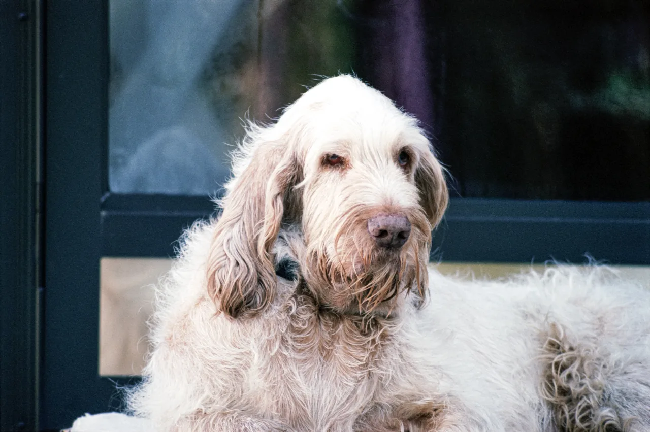Spinone Italiano