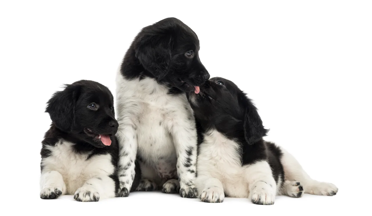 Stabijhoun pup