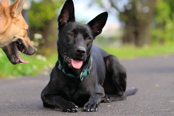Taiwan Dog