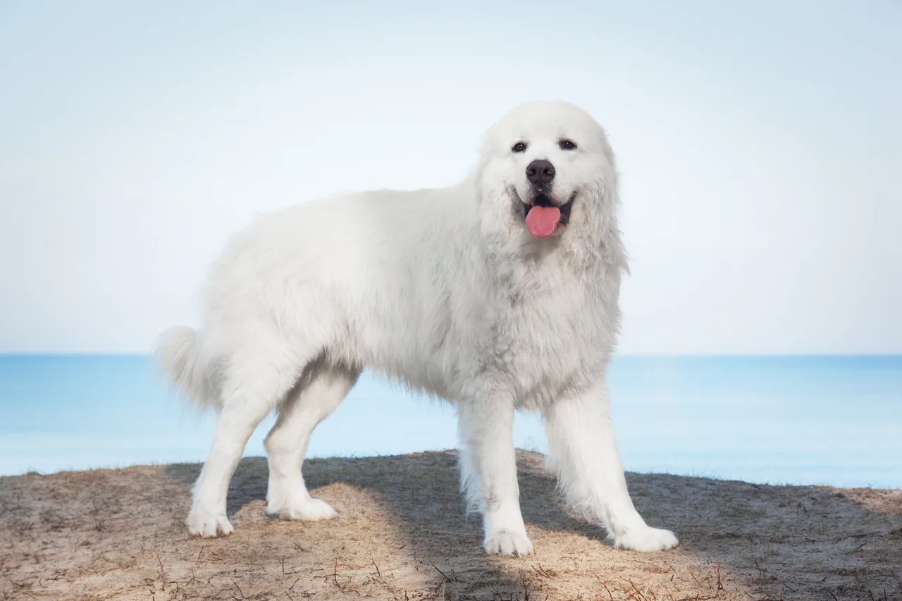 Tatrahond