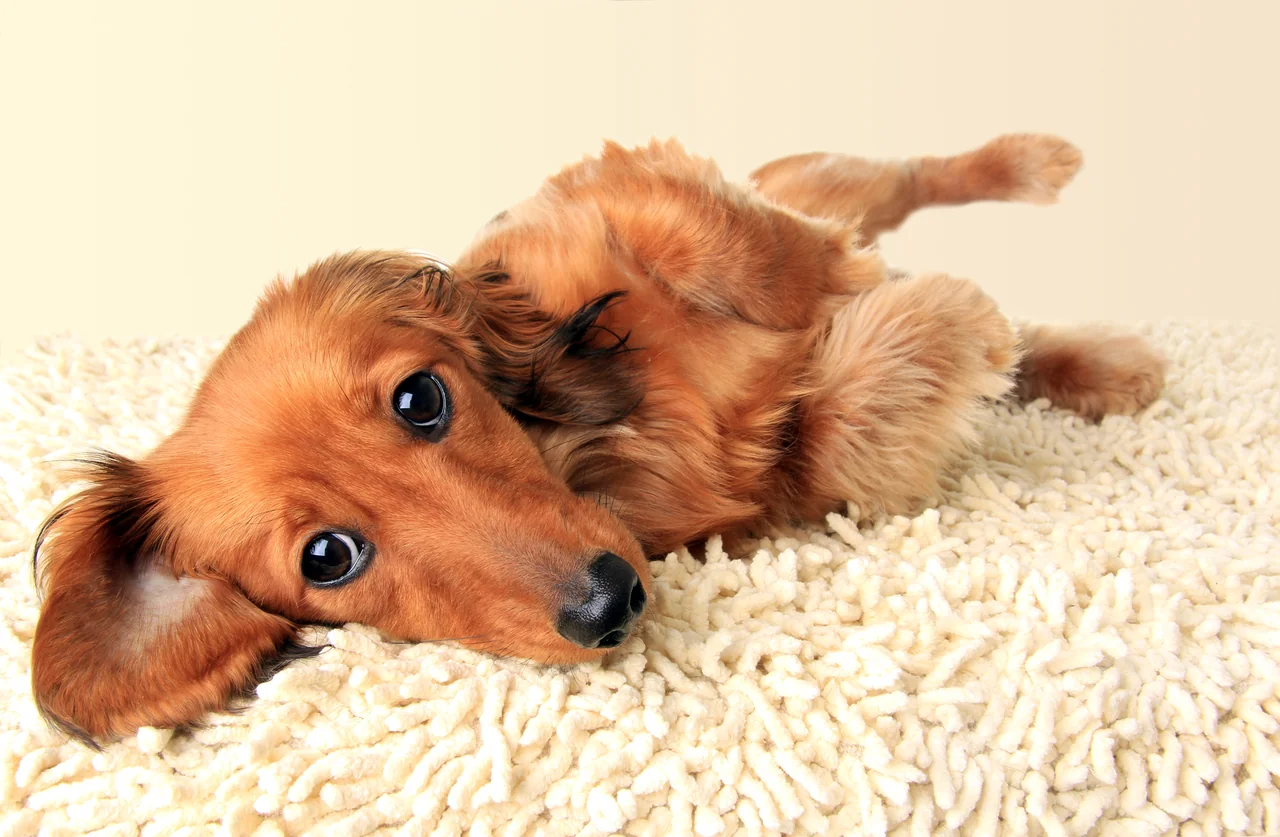 Teckel pup