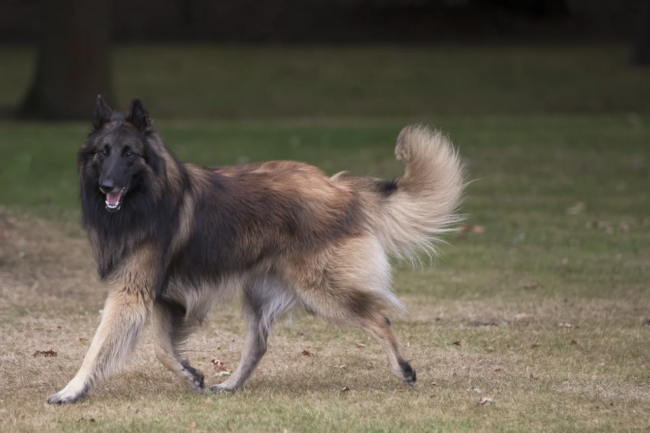 Tervuerense Herder