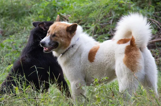 Thai Bangkaew Dog