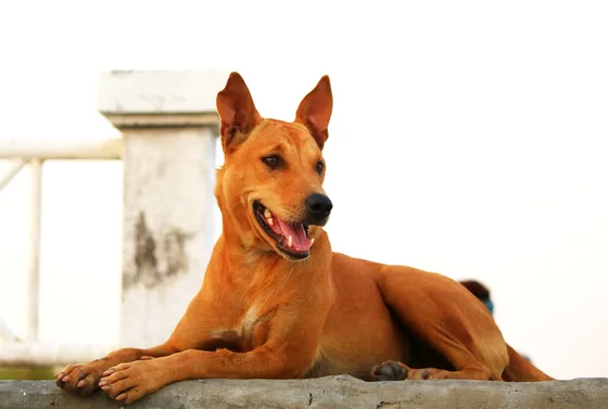 Thai Ridgeback Dog