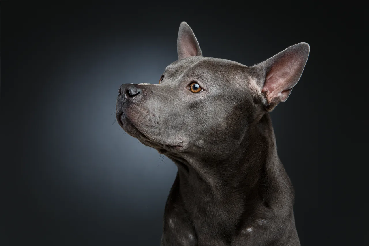 Thai Ridgeback Dog