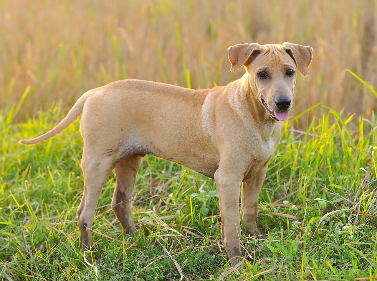 Thai Ridgeback Dog