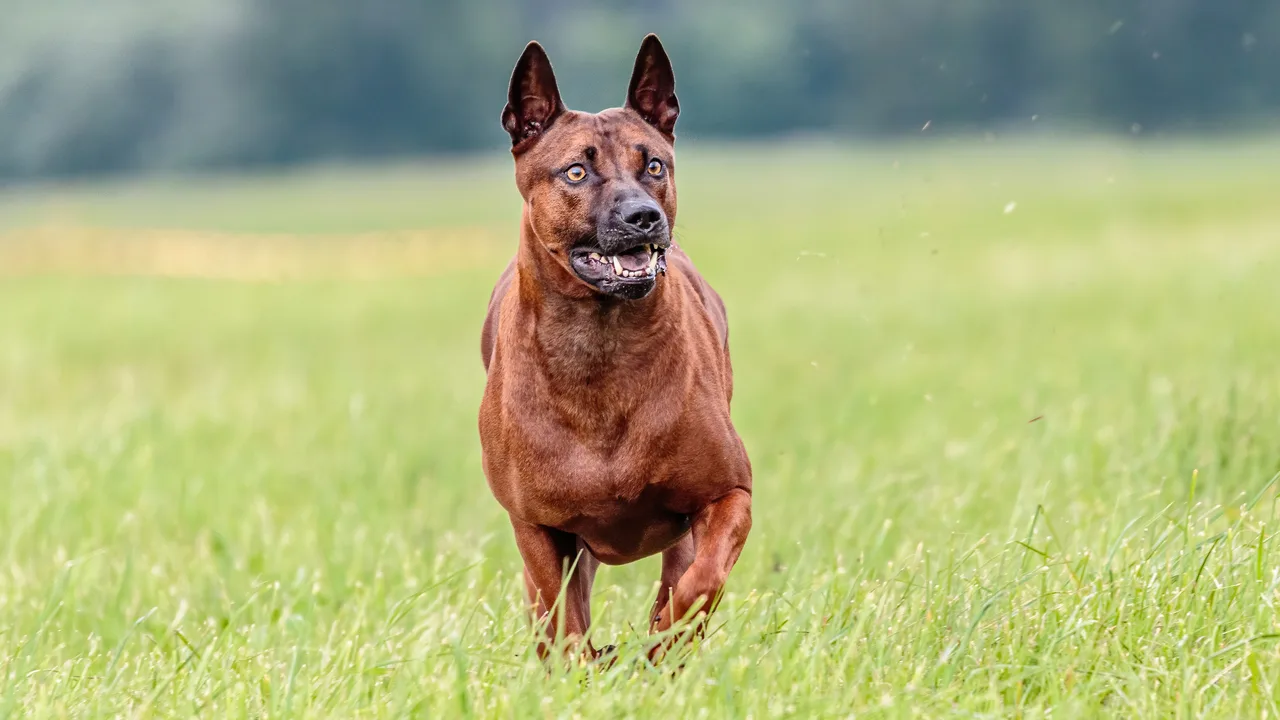 Thai Ridgeback Dog