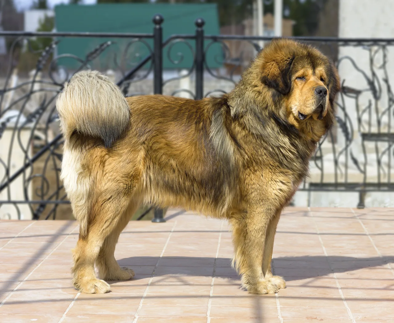 Tibetaanse Mastiff