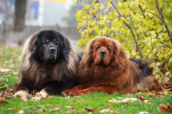 Tibetaanse Mastiff