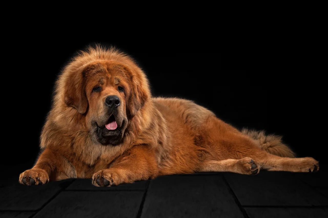 Tibetaanse Mastiff