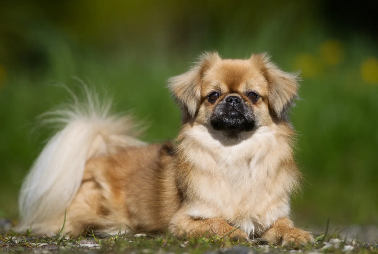 Tibetaanse Spaniel