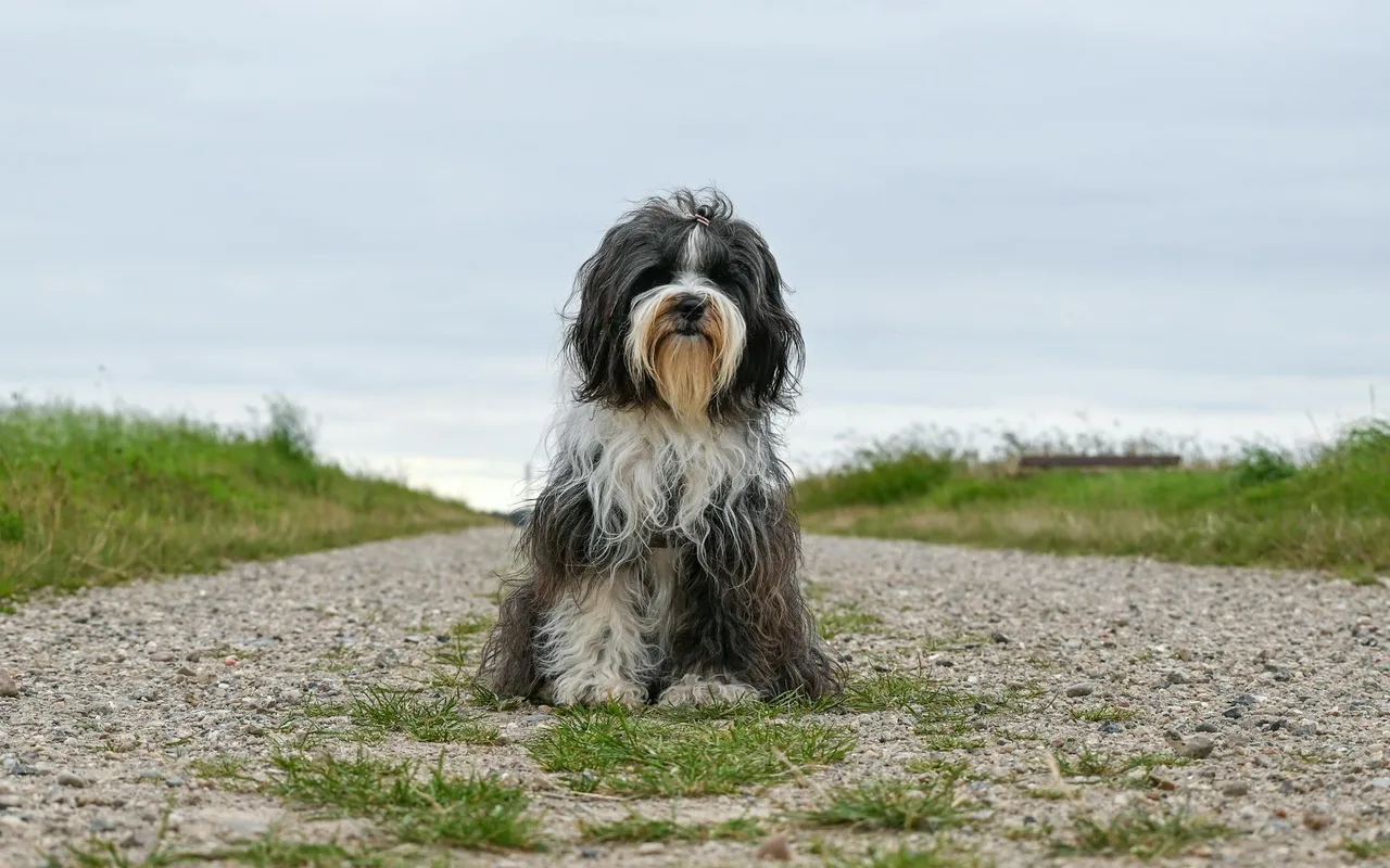 Tibetaanse Terrier