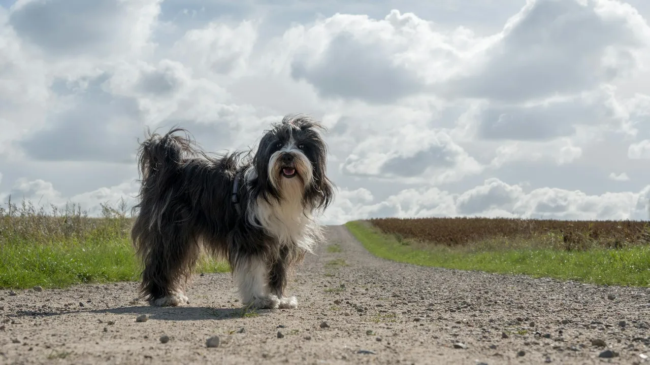 Tibetaanse Terrier
