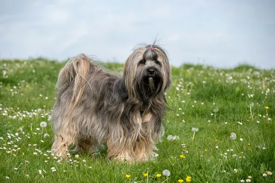 Tibetaanse Terrier