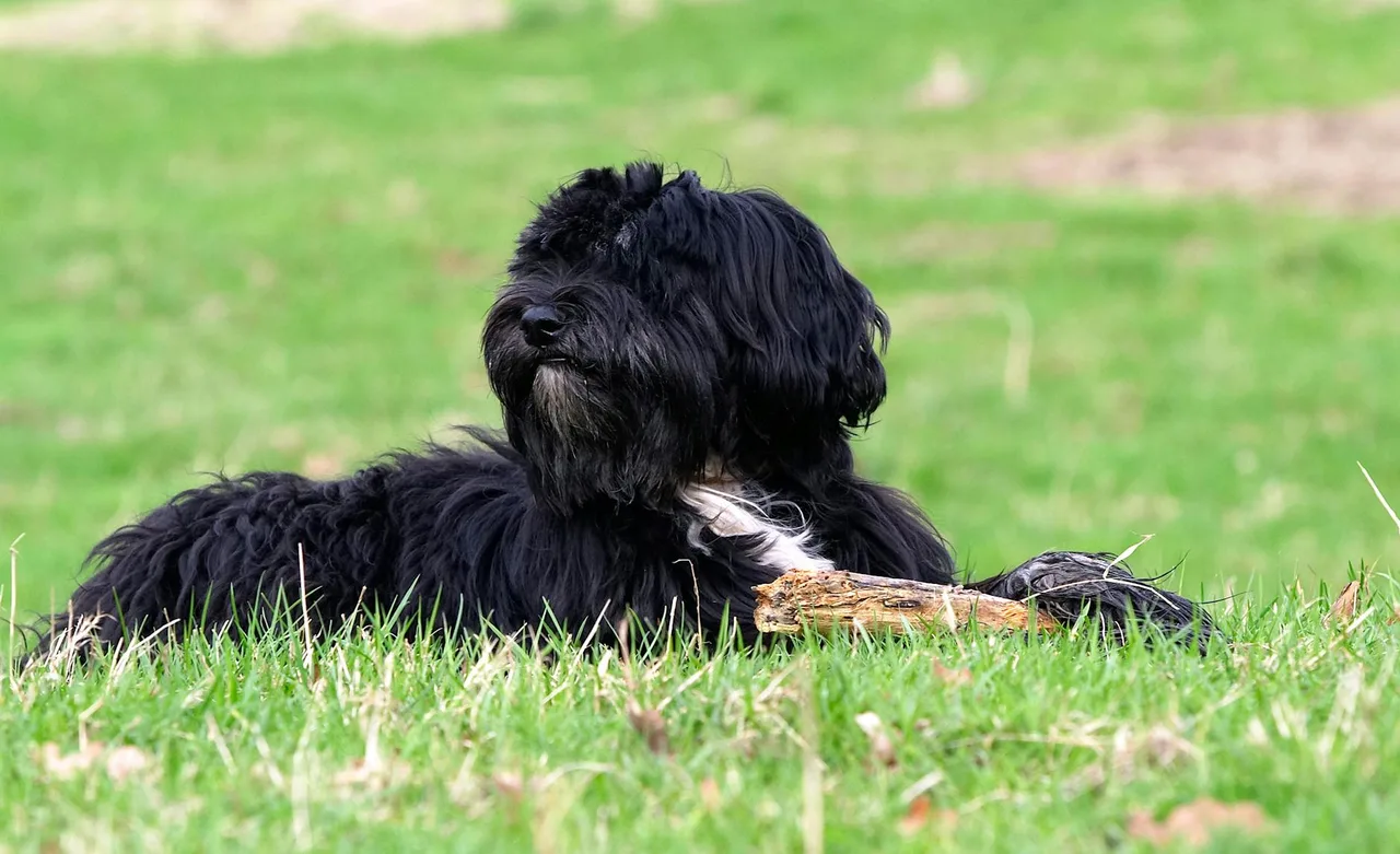 Tibetaanse Terrier