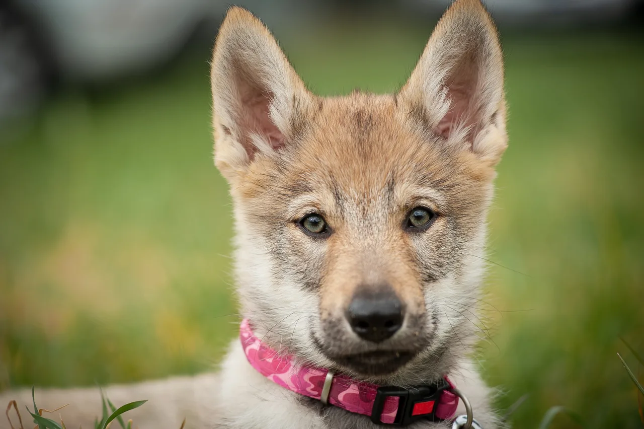 Tsjechoslowaakse Wolfhond