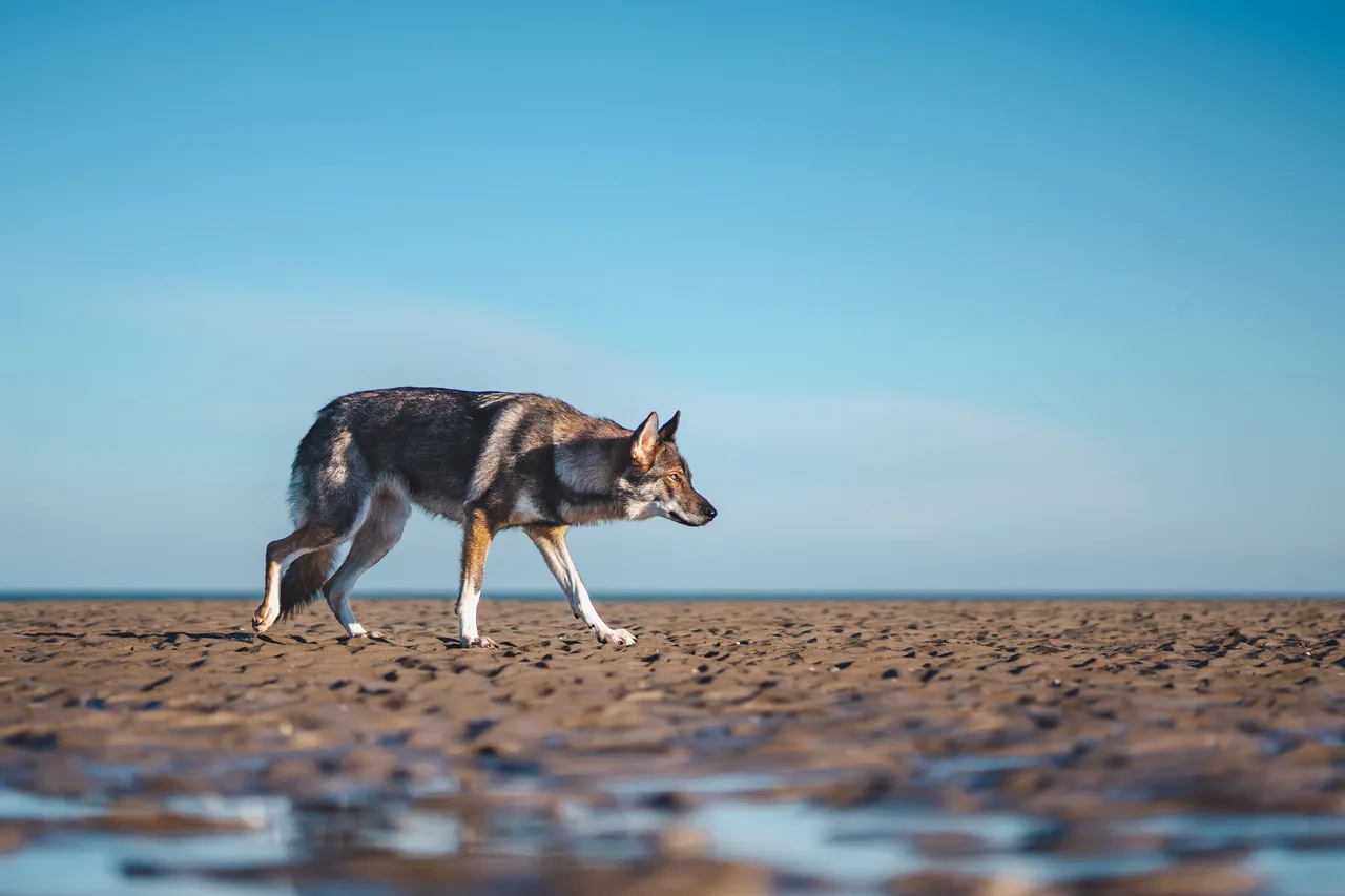 Tsjechoslowaakse Wolfhond