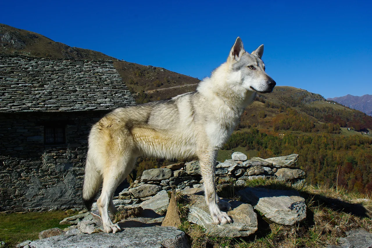 Tsjechoslowaakse Wolfhond