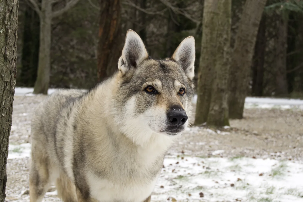 Tsjechoslowaakse Wolfhond