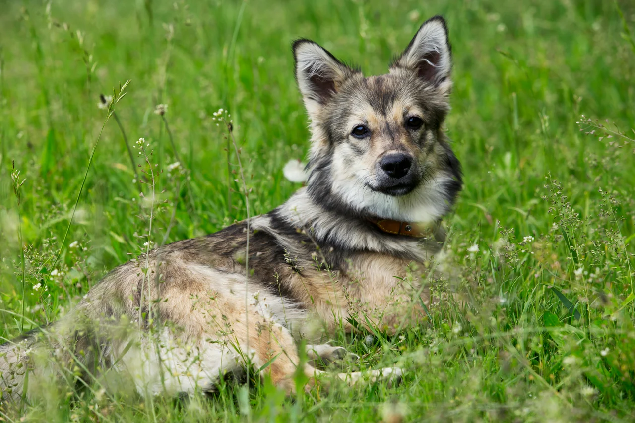 volwassen Vastgotaspets