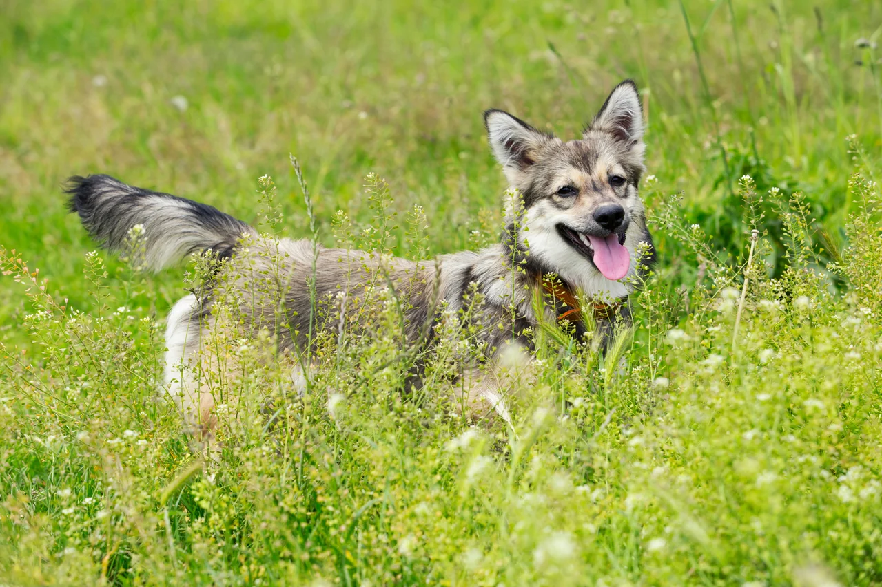 Vastgotaspets pup