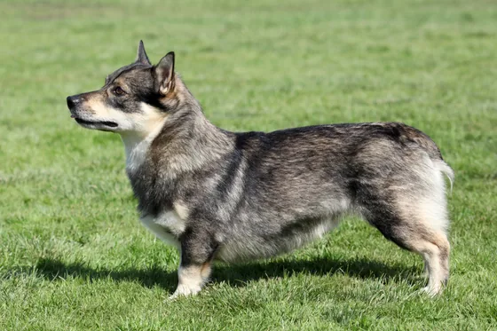 Vastgotaspets