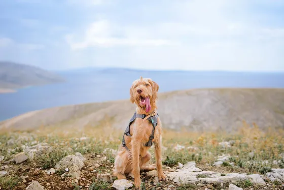 Vizsla Draadhaar