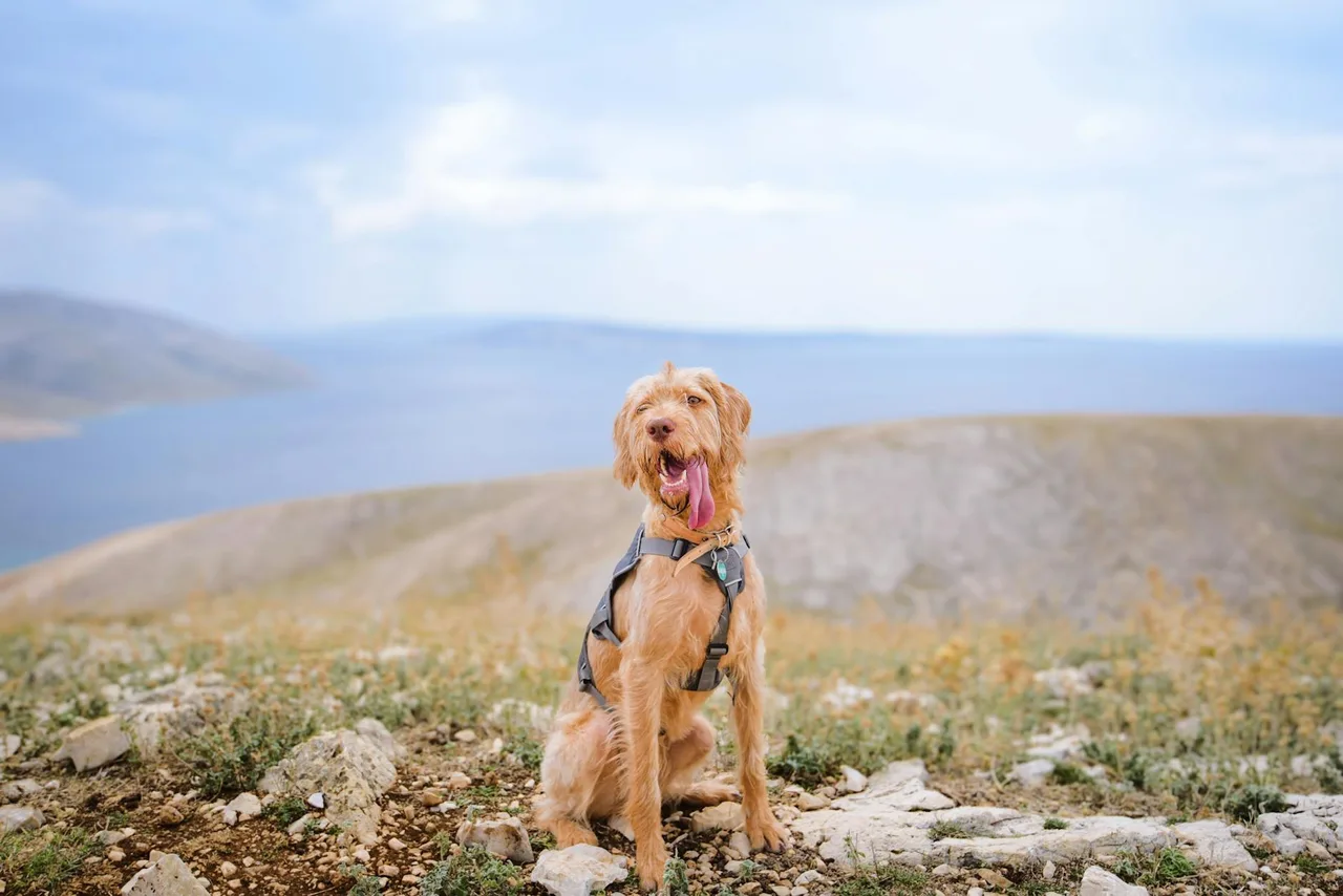 Vizsla Draadhaar
