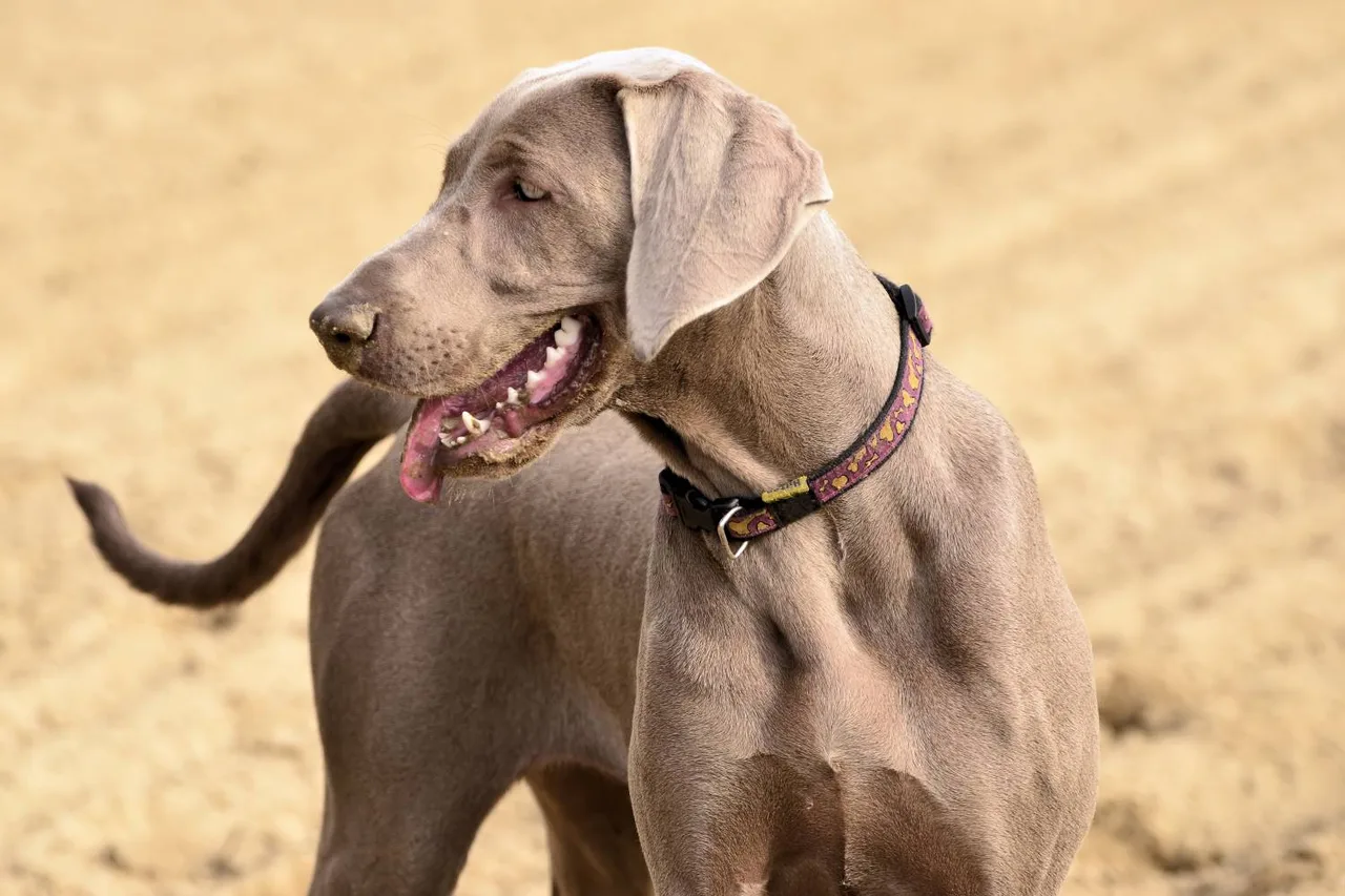 Weimaraner