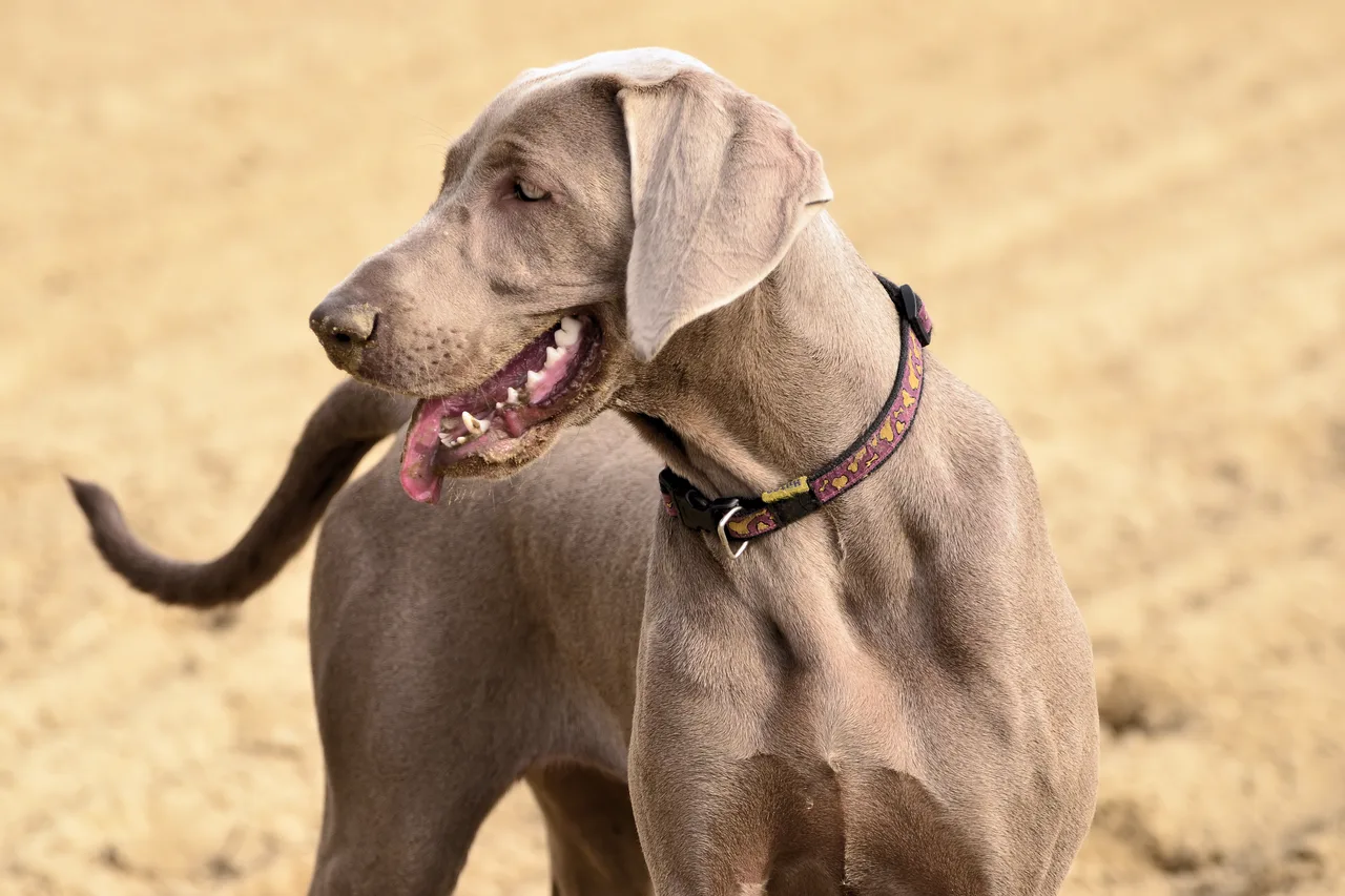 Weimaraner