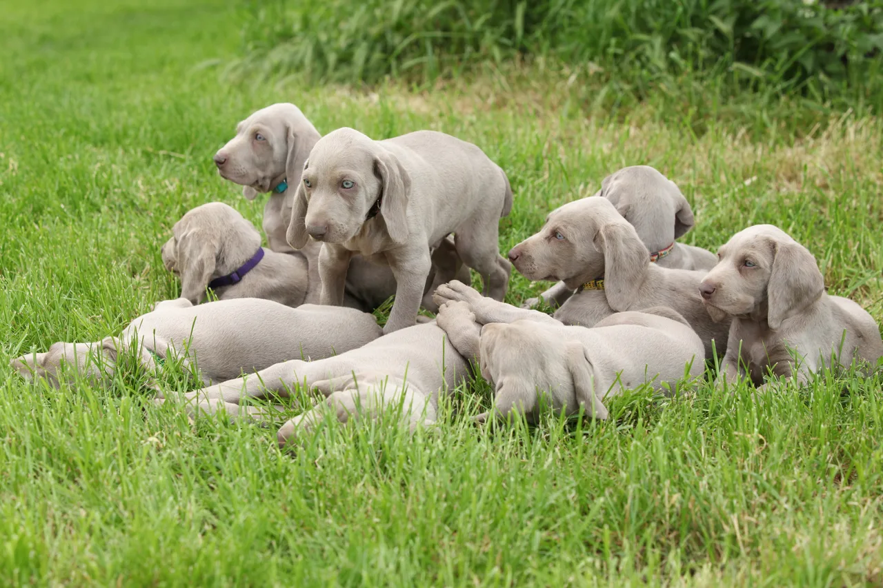 Weimaraner pup