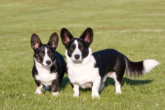 Welsh Corgi Cardigan