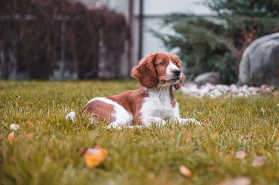 Welsh Springer Spaniel