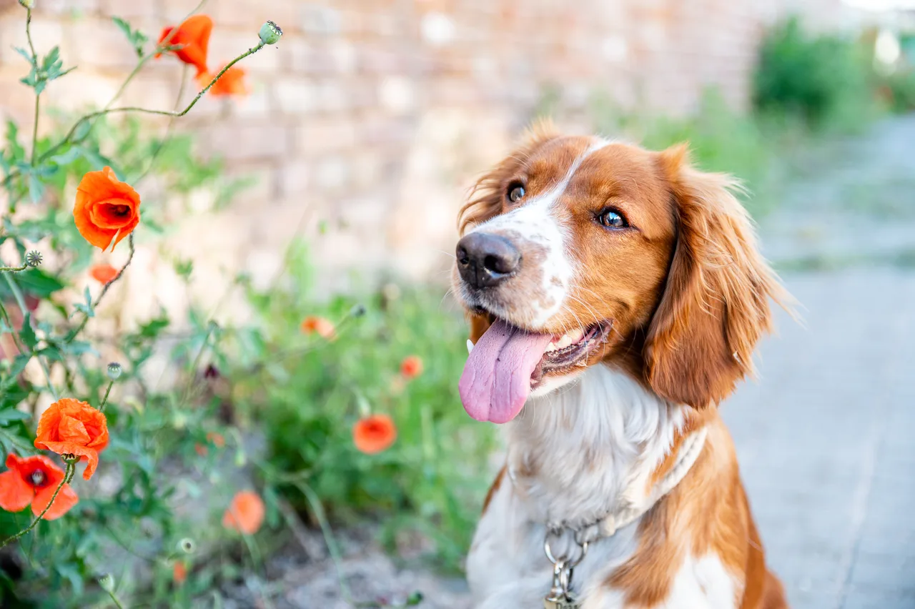 Welsh Springer Spaniel