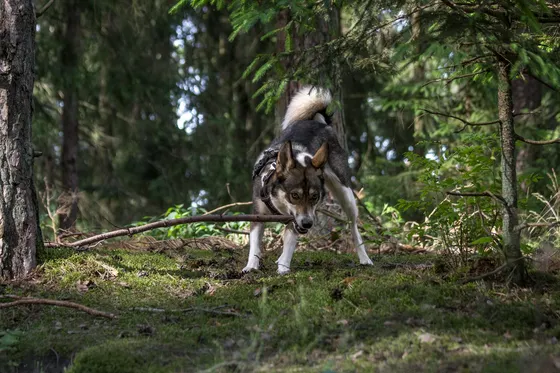 Westsiberische Laika
