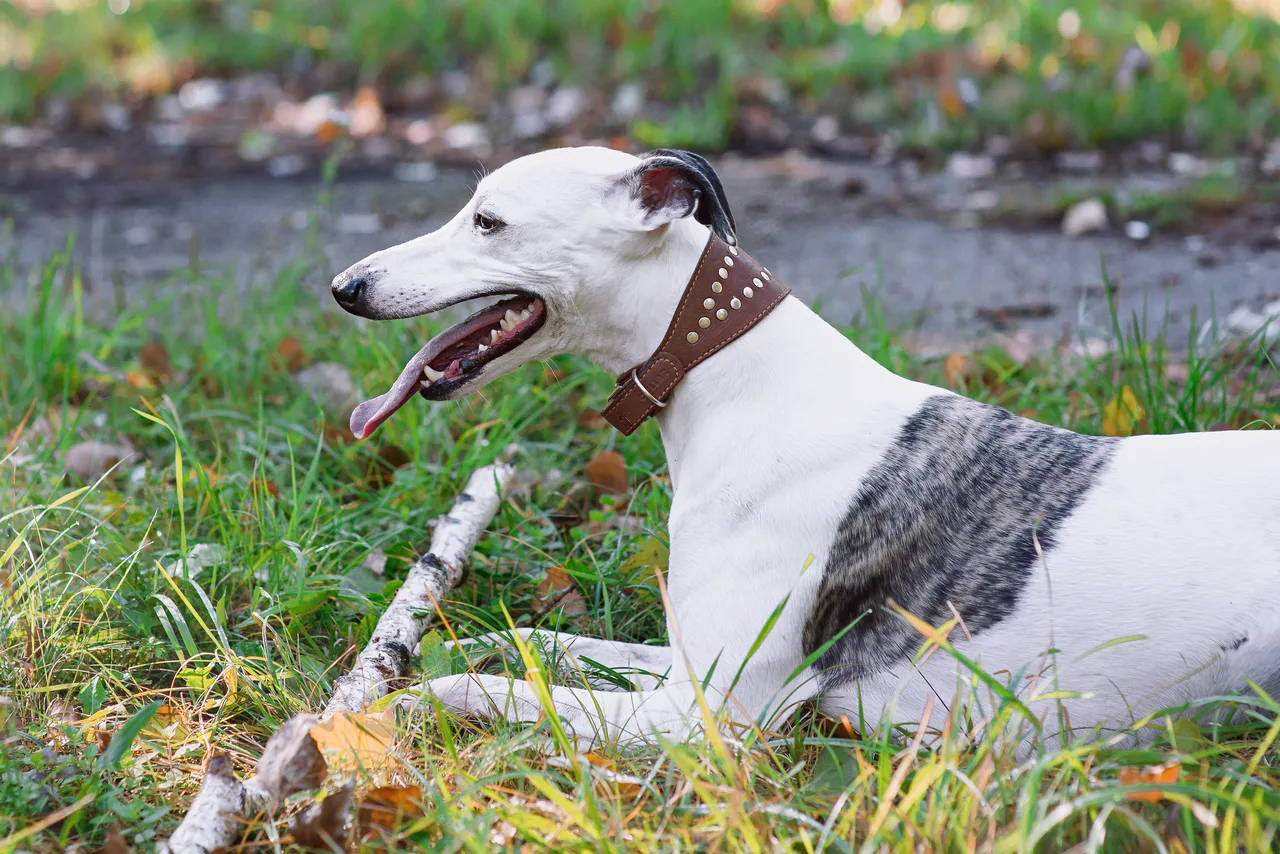 Whippet