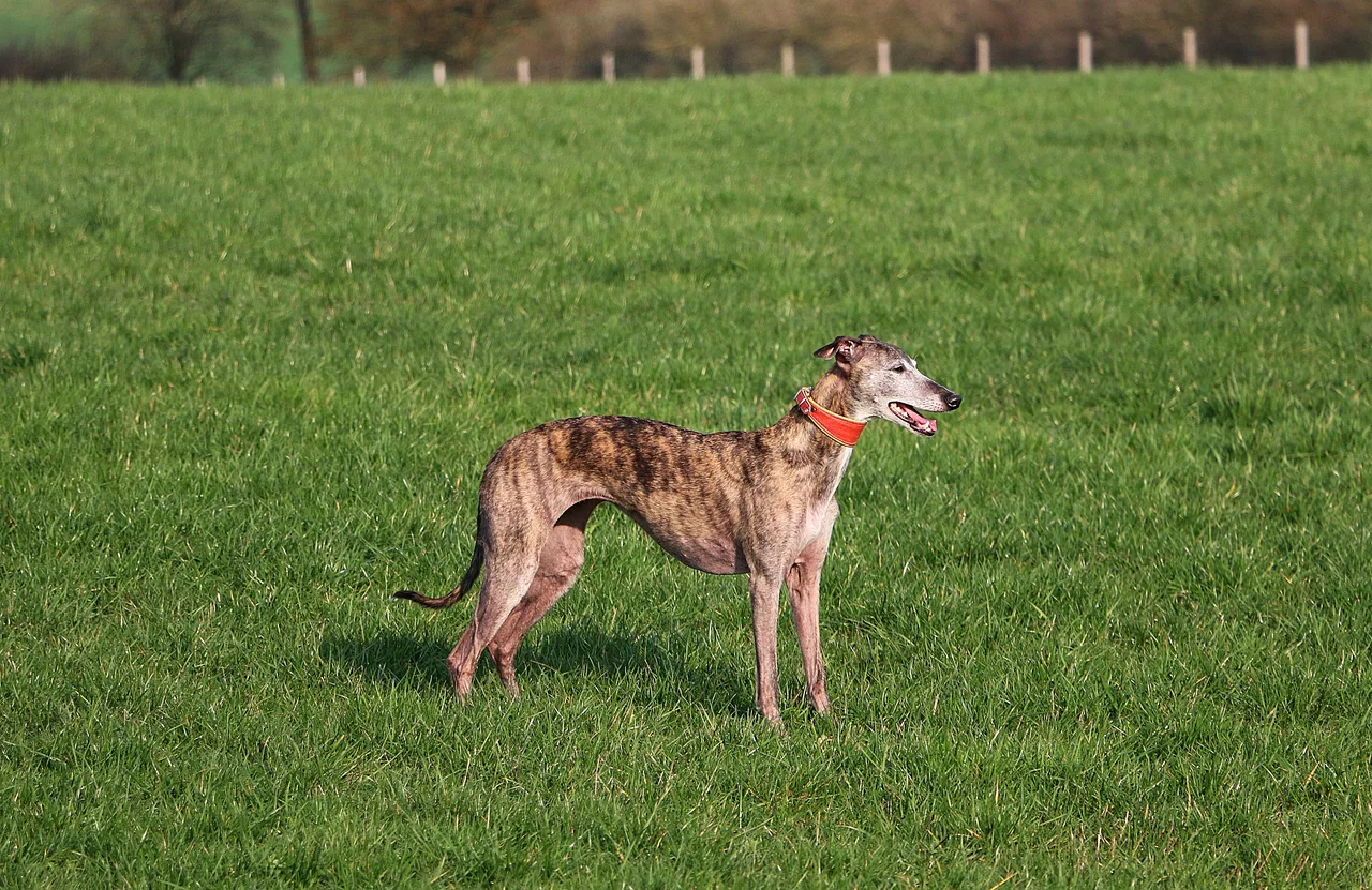 Whippet