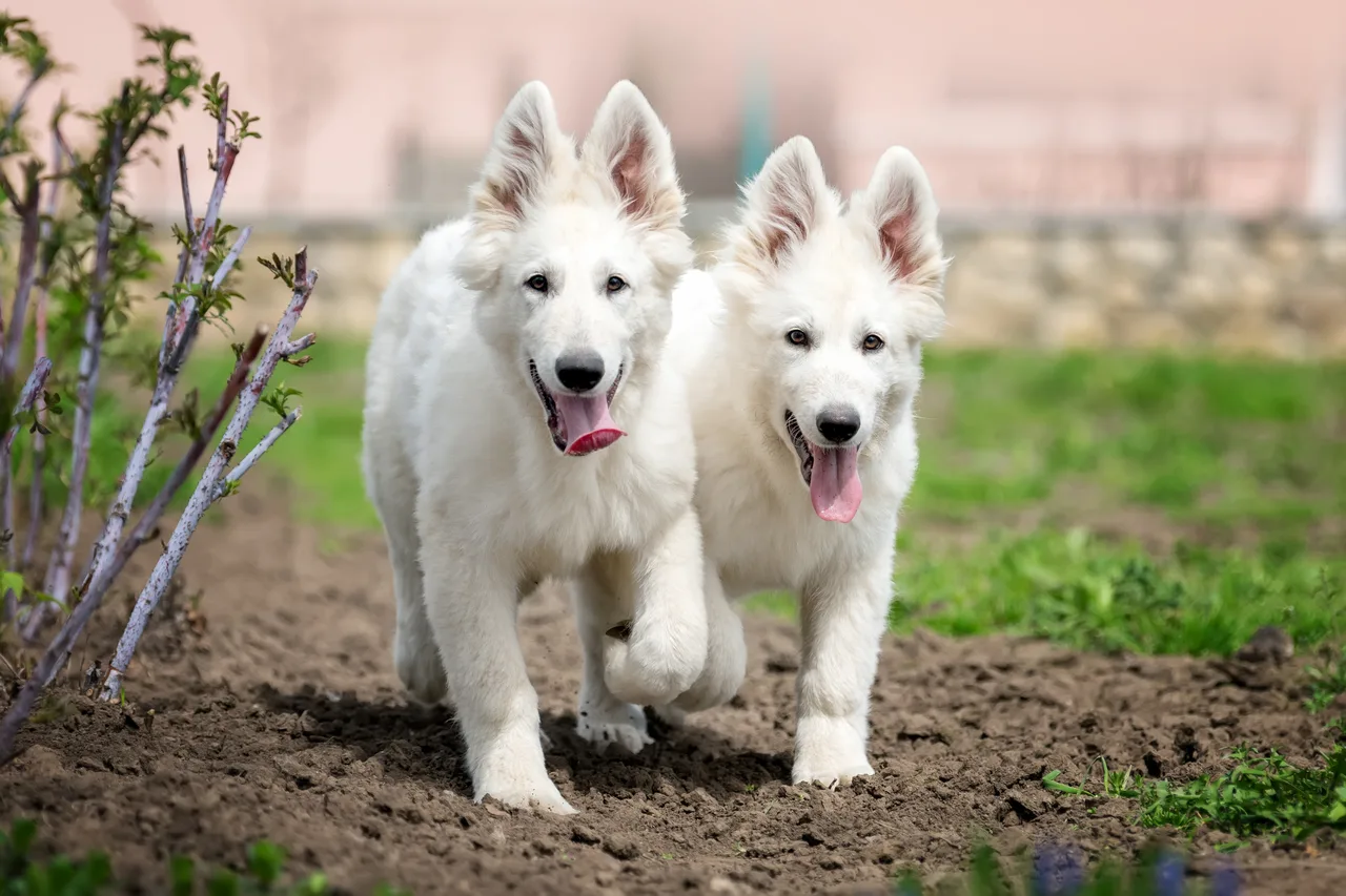 Witte Zwitserse Herder
