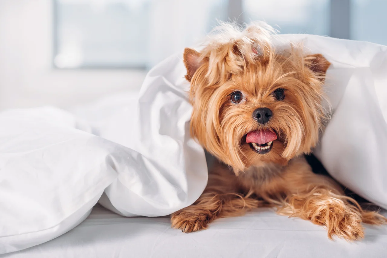 volwassen Yorkshire Terrier