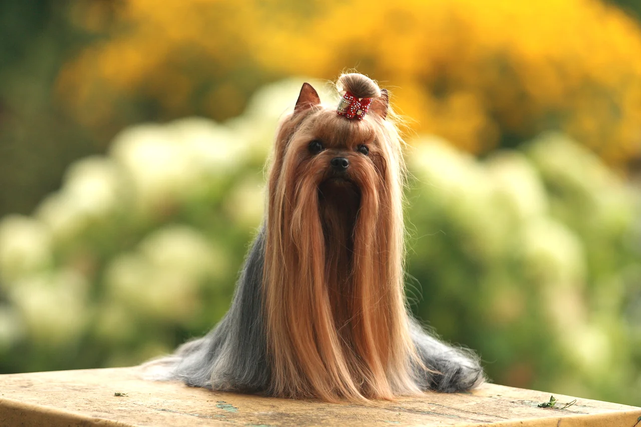 Yorkshire Terrier pup