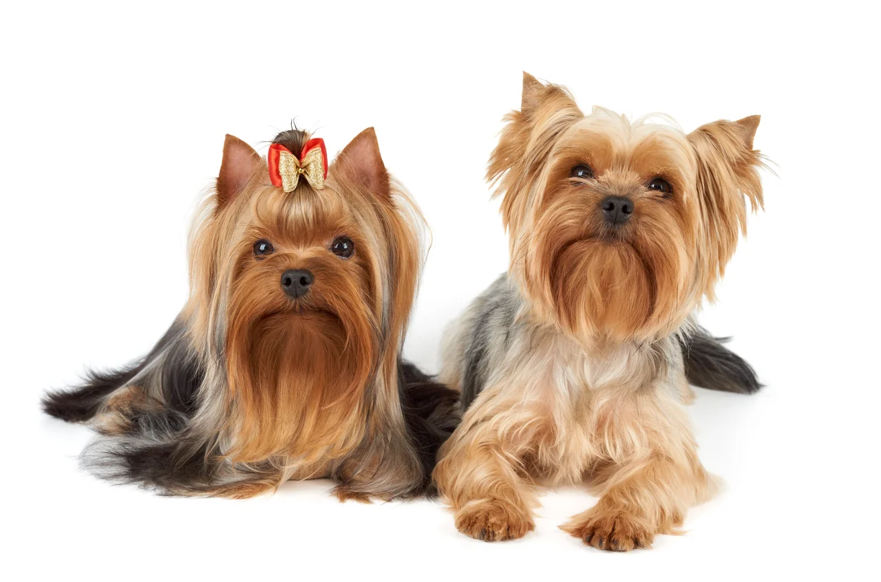 Yorkshire Terrier in actie