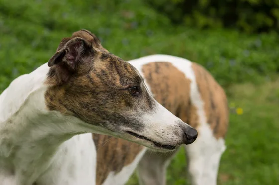 De 10 snelste honden ter wereld