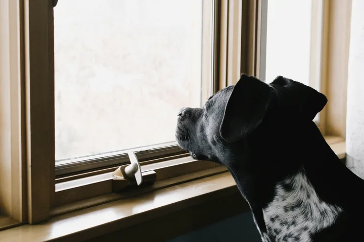 Zwart-witte hond kijkt door een raam naar buiten