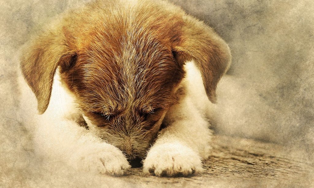 Kleine hond ligt met zijn kop op zijn poten