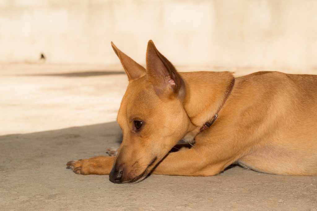 Bruine hond ligt op de grond