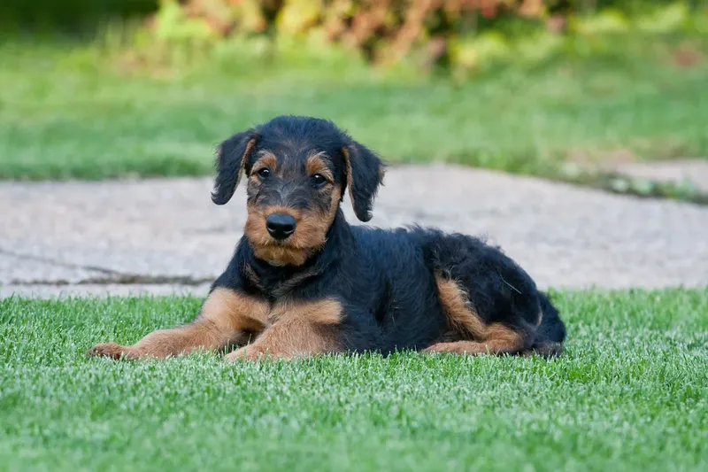 Jonge zwart-bruine hond ligt buiten in het gras